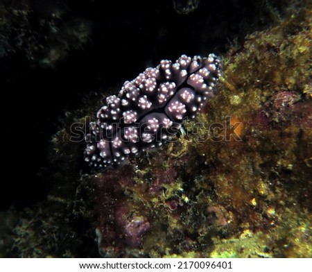 A Phyllidiella pustulosa nudibranch on corals Boracay Island Philippines                               
