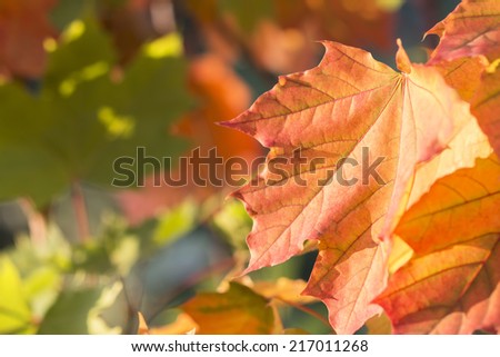colorful autumn leaves of a maple