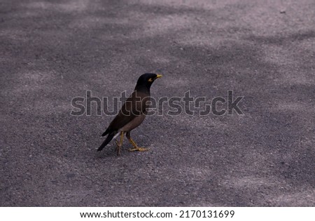 myna bird on gray asphalt