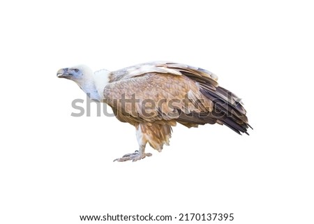 Griffon Vulture isolated on white background