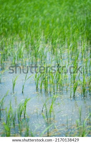 Close up rice plant green field texture background 
