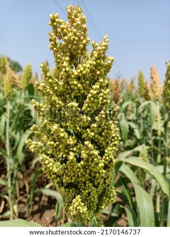 Sorghum green plants in farm, blue sky , agriculture 