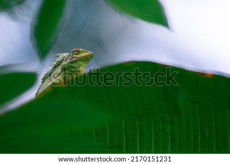 maned forest lizard, animal closeup 