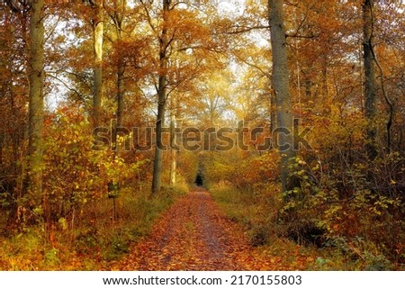 Autumn in the colors of autumn. Before sunset in late autumn forest - Denmark.