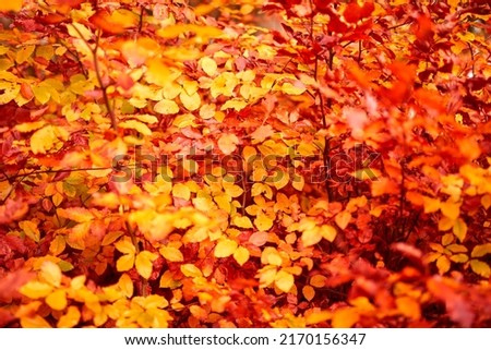 Beautiful autumn. The beautiful colors of autumn. Autumn forest..