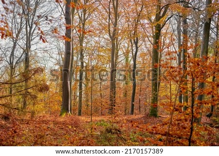 Beautiful autumn forest. The forest in the colors of autumn.