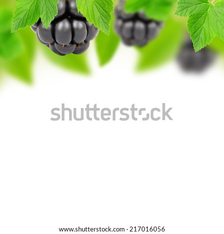 Abstract background made of blackberries and leaves