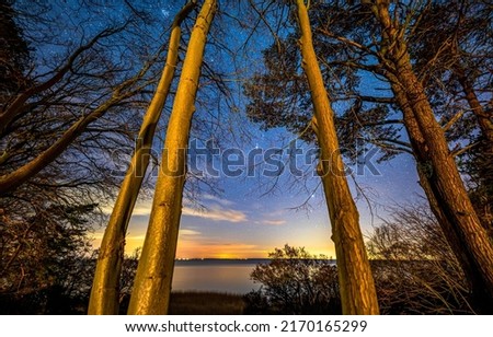 Pine trees at dawn by the lake. Pine tree trunks on milky wat background. Pine tree trunks. Pinewood trees on stary sky Royalty-Free Stock Photo #2170165299