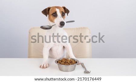 Jack Russell Terrier dog sits at a dinner table with a bowl of dry food and holds a spoon in his mouth.  Royalty-Free Stock Photo #2170176449