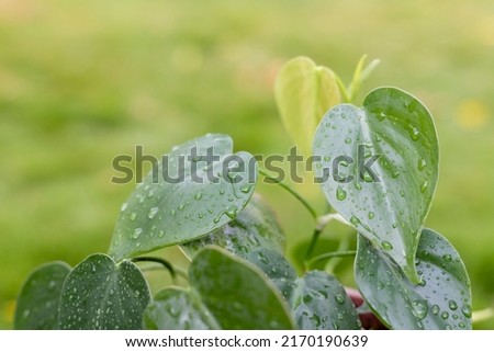 Heart leaf Philodendron vine selective focus