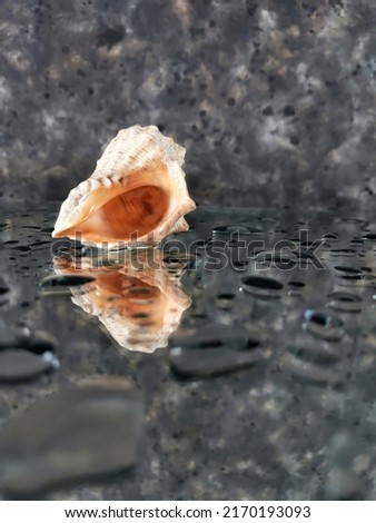 Sea shell with water drops, reflection, copy space and selective focus. Background with rapana shell. Summer backdrop. Clam house.
