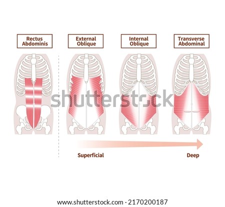 Anatomy of the abdominal muscle group muscle illustration set Royalty-Free Stock Photo #2170200187