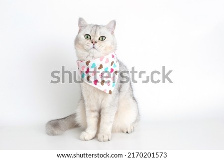 A cute white cat sits on a white background, with a triangular neckerchief Royalty-Free Stock Photo #2170201573
