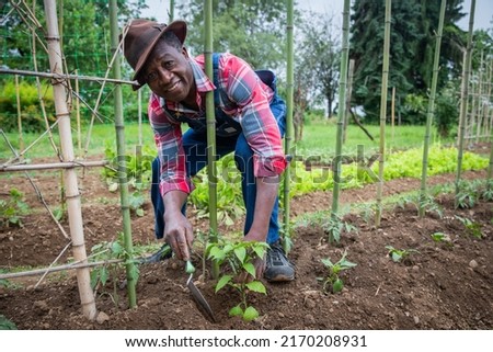 African farmer plants a tomato plant in his field, care of plants in the fields Royalty-Free Stock Photo #2170208931