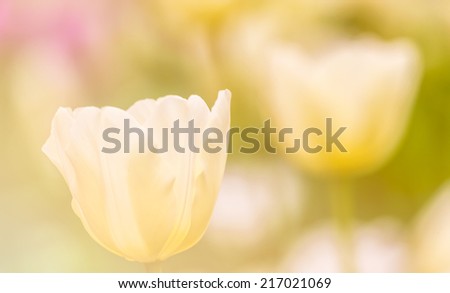 Tulips flowers soft focus with pastel tones.