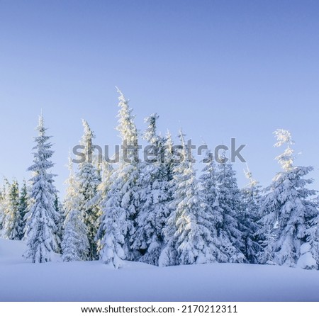 winter landscape with trees covered with snow ice