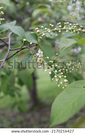small white black cherry flower buds 2I9A0529