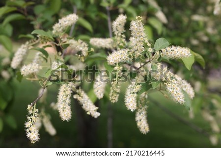 small white black cherry flower blooms 2I9A0618