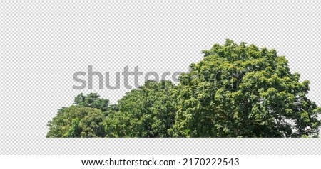 Green trees isolated on transparent background forest and summer foliage for both print and web with cut path and alpha channel Royalty-Free Stock Photo #2170222543