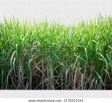 sugar cane on transparent picture background with clipping path