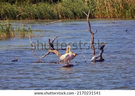 Images with pelicans from the natural environment, Danube Delta Nature Reserve, Romania.