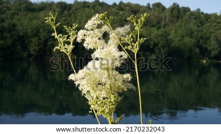 Meadowsweets (Filipendula ulmaria), white flowers, along river border. Spring season