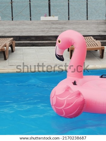pink flamingo in swimming pool