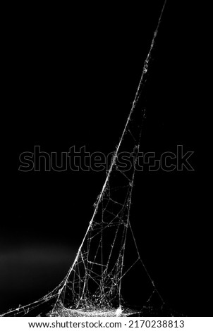 cobweb or spider web isolated on black background Royalty-Free Stock Photo #2170238813
