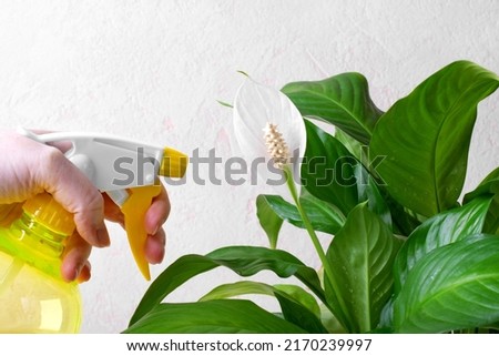 Spraying spathiphyllum or peace lily houseplant in bloom with spray. Watering tropical plants in bloom. Looking after houseplants at home Royalty-Free Stock Photo #2170239997