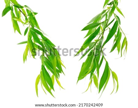 Green willow tree leaves isolated. Willow branches. Fresh green willow. For floral decor. Royalty-Free Stock Photo #2170242409