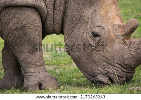 A rhino is eating grass at nature