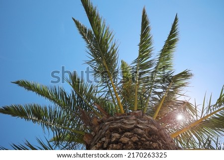 Beautiful palm tree with green leaves against clear blue sky, bottom view