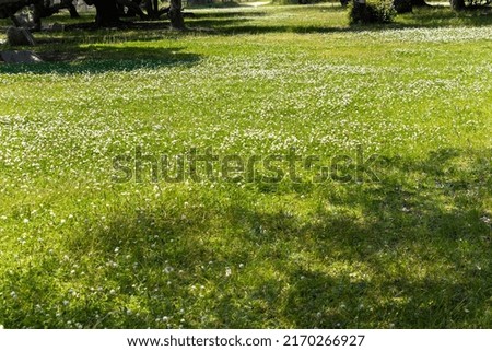 Green grassland with white clover