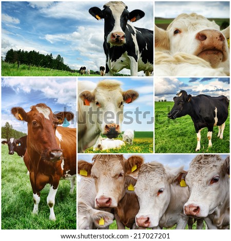 Agricultural collage with various cows looking at camera