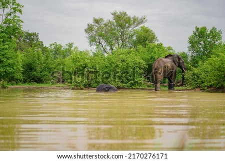 African elephants in the wild at a water hole