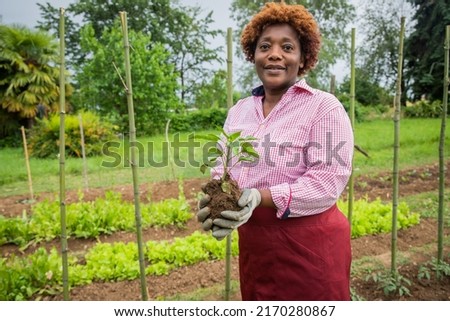 Female farmer holds a tomato plant in her hand ready to be planted, green thumb concept - focus on the plant Royalty-Free Stock Photo #2170280867