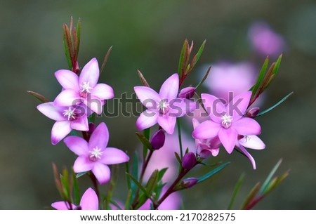 Vibrant pink star shaped flowers of the Australian native waxflower Crowea exalata, family Rutaceae. Evergreen shrub endemic to Victoria, flowers summer, autumn and winter Royalty-Free Stock Photo #2170282575