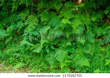 Beautiful fern leaf texture in nature. Natural ferns background Fern leaves Close up ferns nature. Fern plants in forest Background of the ferns Nature concept. Green ferns nature. Natural floral fern Royalty-Free Stock Photo #2170282705