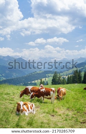 Cows in pasture on alpine meadow in Switzerland mountains on background Royalty-Free Stock Photo #2170285709