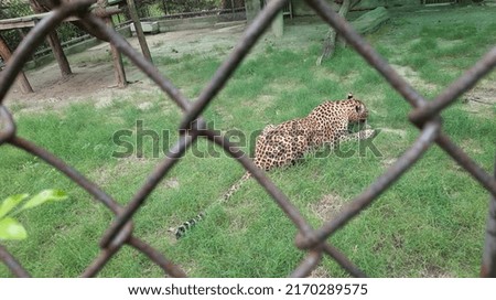 It taken from National zoological park in delhi. This is picture of leopard 