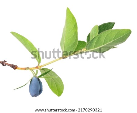 Honeysuckle twig with green leaves isolated on white background. Ripe berries of honeysuckle. Clipping path Royalty-Free Stock Photo #2170290321