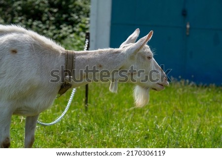 A goat grazes in the countryside. A tethered goat grazes on the lawn. A white goat was grazing in a meadow. Royalty-Free Stock Photo #2170306119