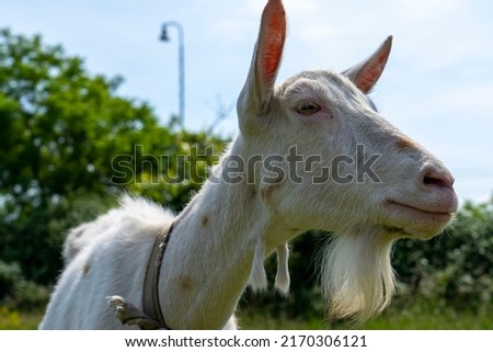 A goat grazes in the countryside. A tethered goat grazes on the lawn. A white goat was grazing in a meadow. Royalty-Free Stock Photo #2170306121