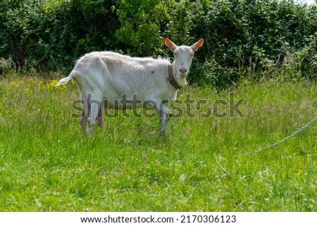 A goat grazes in the countryside. A tethered goat grazes on the lawn. A white goat was grazing in a meadow. Royalty-Free Stock Photo #2170306123
