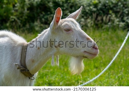 A goat grazes in the countryside. A tethered goat grazes on the lawn. A white goat was grazing in a meadow. Royalty-Free Stock Photo #2170306125