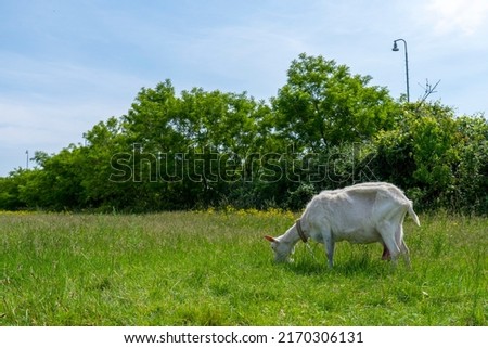 A goat grazes in the countryside. A tethered goat grazes on the lawn. A white goat was grazing in a meadow. Royalty-Free Stock Photo #2170306131