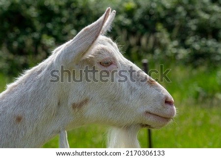 A goat grazes in the countryside. A tethered goat grazes on the lawn. A white goat was grazing in a meadow. Royalty-Free Stock Photo #2170306133