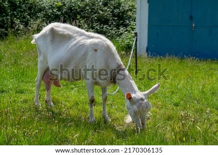 A goat grazes in the countryside. A tethered goat grazes on the lawn. A white goat was grazing in a meadow. Royalty-Free Stock Photo #2170306135