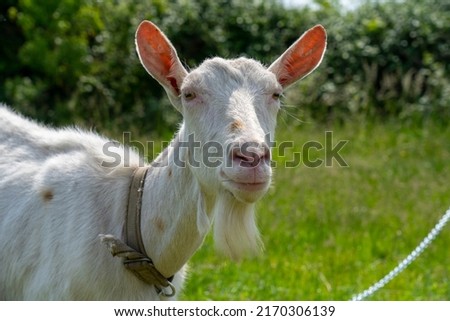 A goat grazes in the countryside. A tethered goat grazes on the lawn. A white goat was grazing in a meadow. Royalty-Free Stock Photo #2170306139