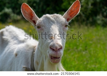 A goat grazes in the countryside. A tethered goat grazes on the lawn. A white goat was grazing in a meadow. Royalty-Free Stock Photo #2170306141